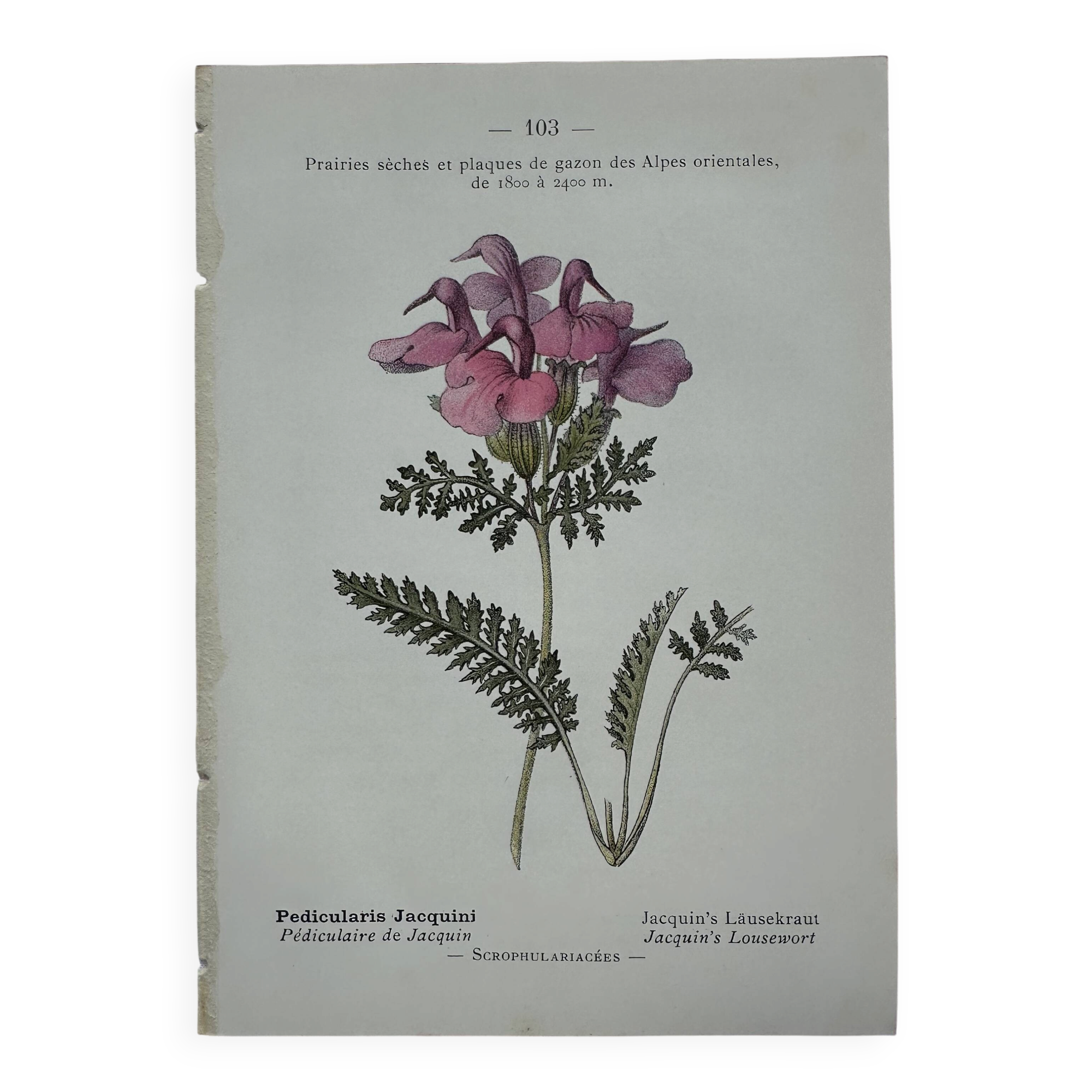 Botanical plate engraving flower 1800