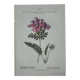 Botanical plate engraving flower 1800