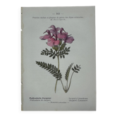 Botanical plate engraving flower 1800