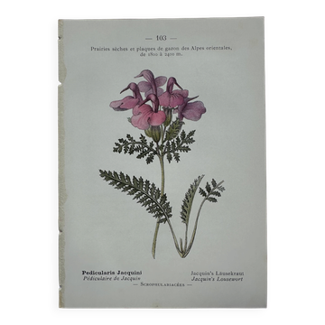 Planche botanique gravure fleur 1800