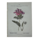 Botanical plate engraving flower 1800