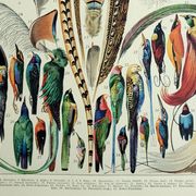 Antique engraving 1928, Feathers, birds, wings, bird of paradise • Lithograph, original illustration