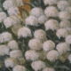Peinture à l'huile XX ème , Bouquet printanier de Muguet , signé ANDRE DANTY 1966