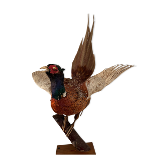 Pheasant taxidermy on pedestal