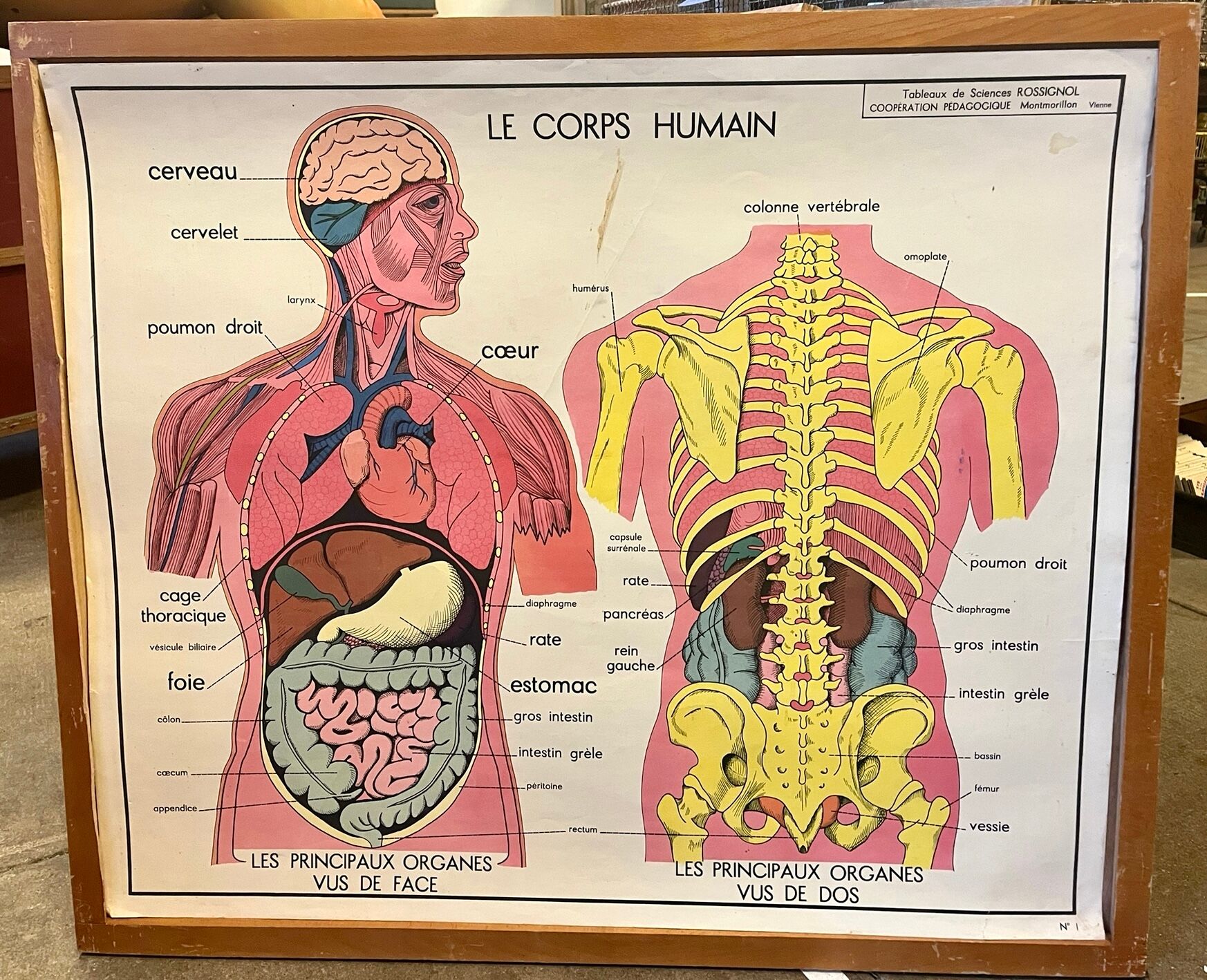 Human Body Poster - The Human Body and the Digestive System - Rossignol