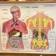 Human Body Poster - The Human Body and the Digestive System - Rossignol