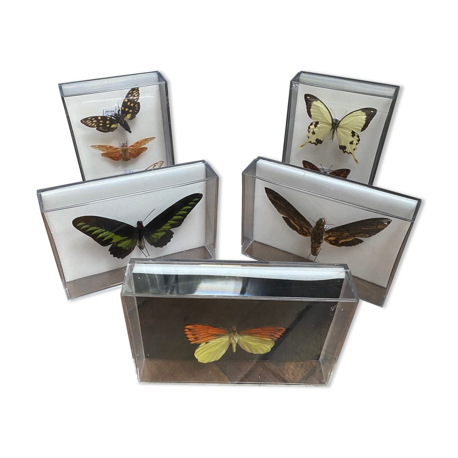 Lot of naturalized butterflies entomologist plexiglass boxes