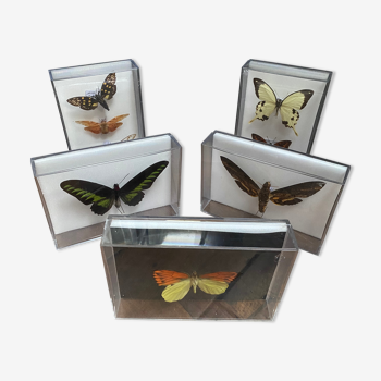 Lot de papillons naturalisés boîtes plexiglass entomologiste