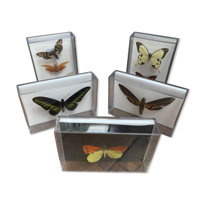 Lot de papillons naturalisés boîtes
