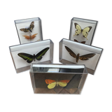 Lot of naturalized butterflies entomologist plexiglass boxes