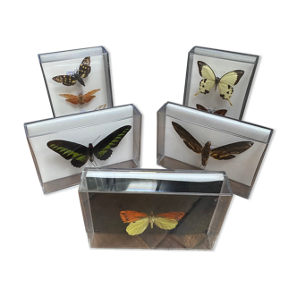 Lot of naturalized butterflies entomologist plexiglass boxes