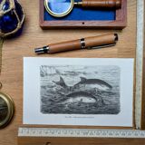 Printed in 1886, The Porpoises