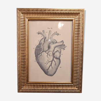 Anatomical heart frame