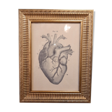 Anatomical heart frame