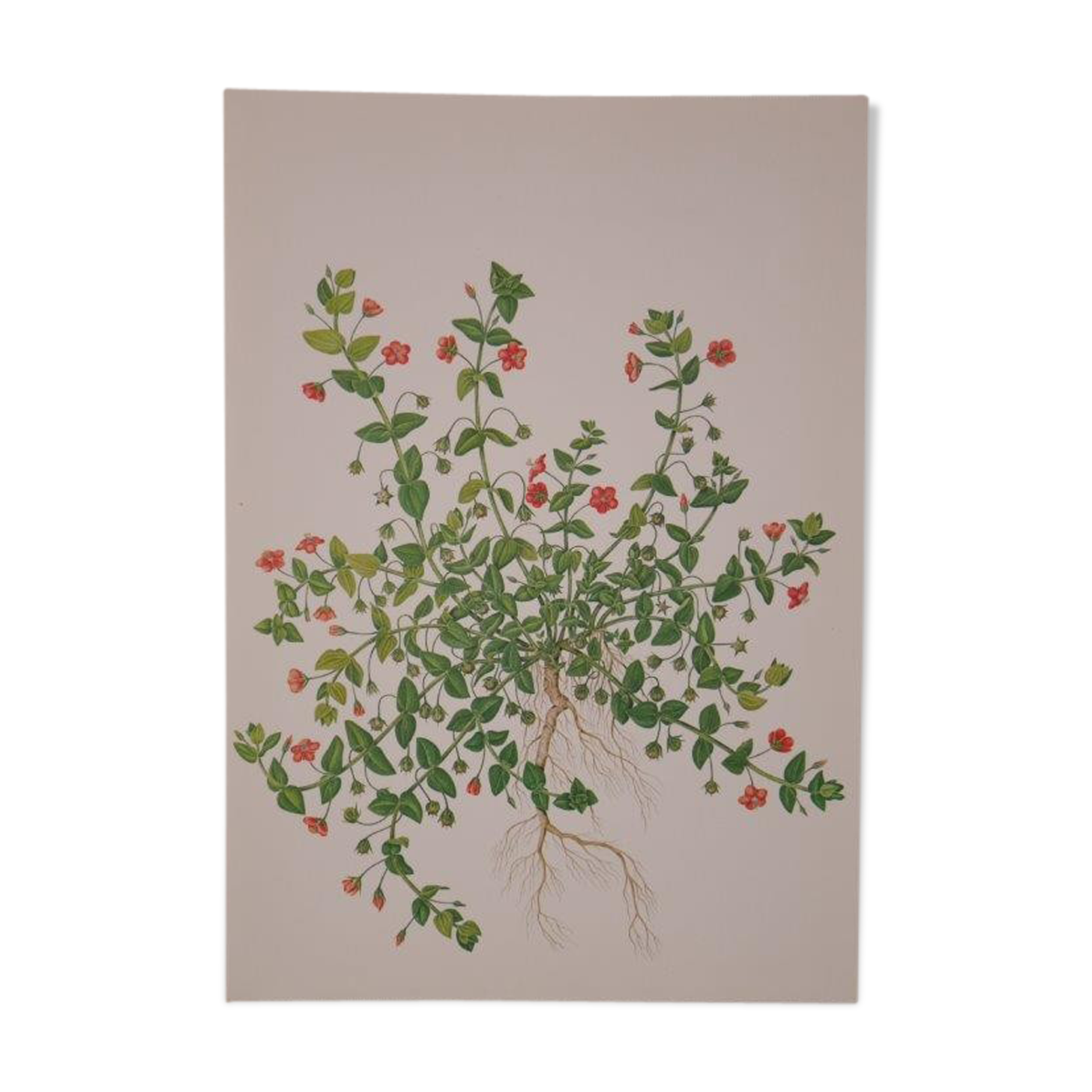 Botanical board Mouron des champs