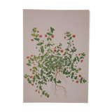 Botanical board Mouron des champs