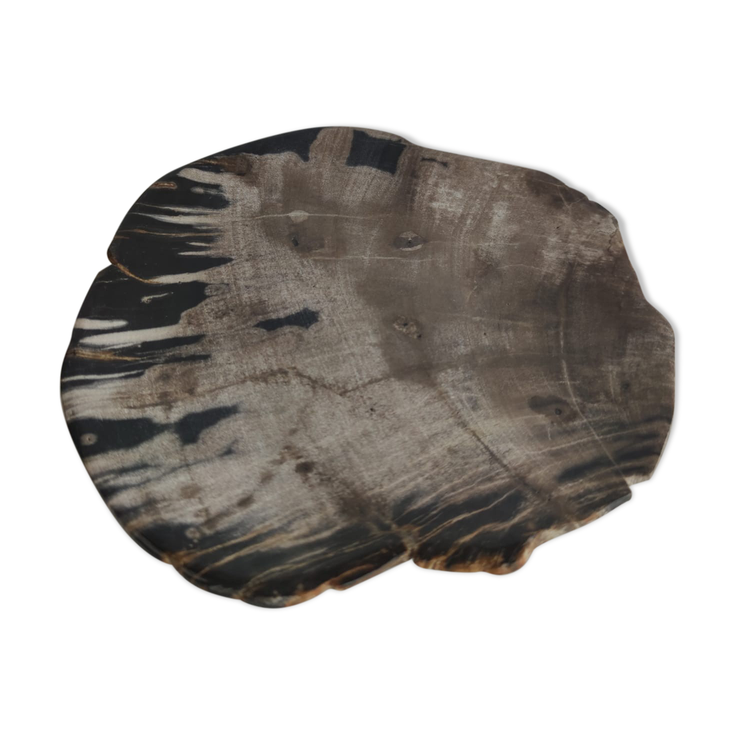 Large empty pocket or flat petrified wood - 24,5cm