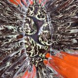 Vallauris orange fruit platter