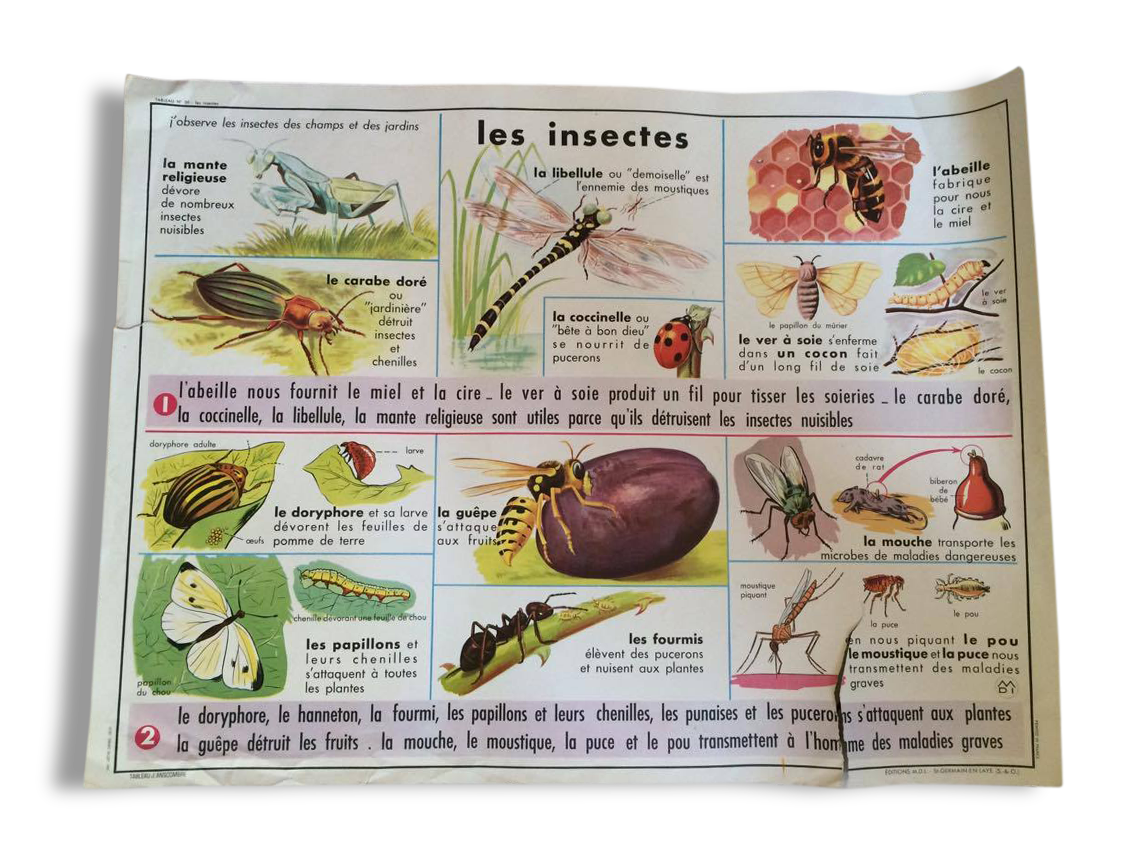 Poster MDI insects and the frog
