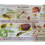 Poster MDI insects and the frog