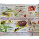 Poster MDI insects and the frog