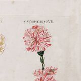 Gravure botanique tableau oeillets XVIII ème Wirsing