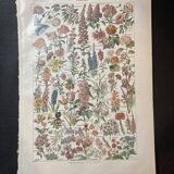 Lithograph on flowers from 1922