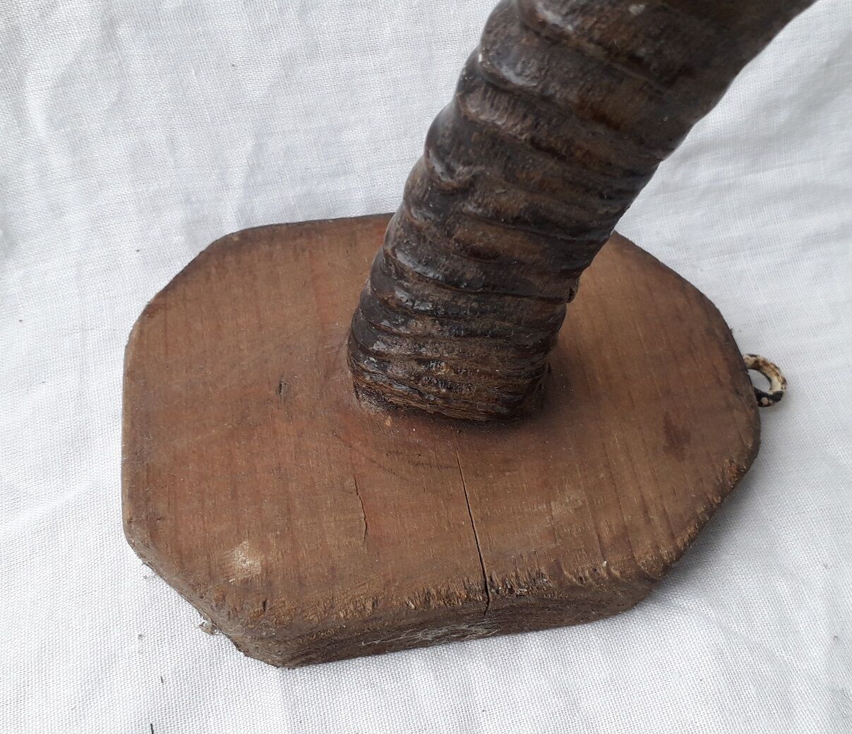 Gazelle horns trophy