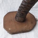 Gazelle horns trophy