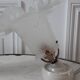 Paire d'appliques et de tulipes anciennes en verre années 40-50