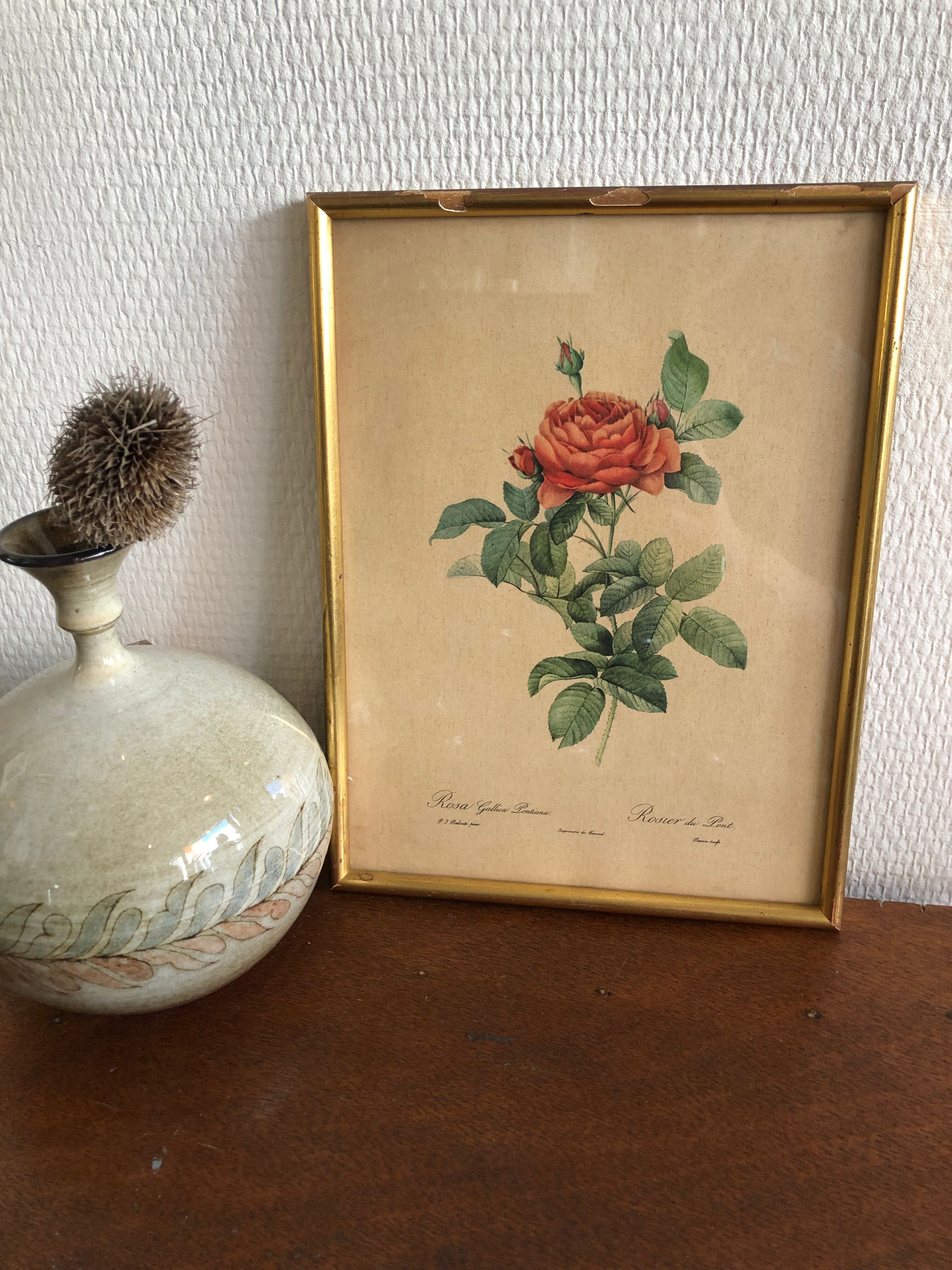 Lithograph PJ Redouté