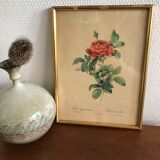 Lithograph PJ Redouté