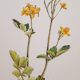 Planche botanique chelidoine