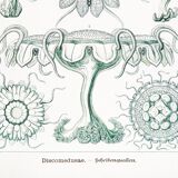 Poster about disc-shaped jellyfish, based on a lithograph