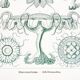 Poster about disc-shaped jellyfish, based on a lithograph