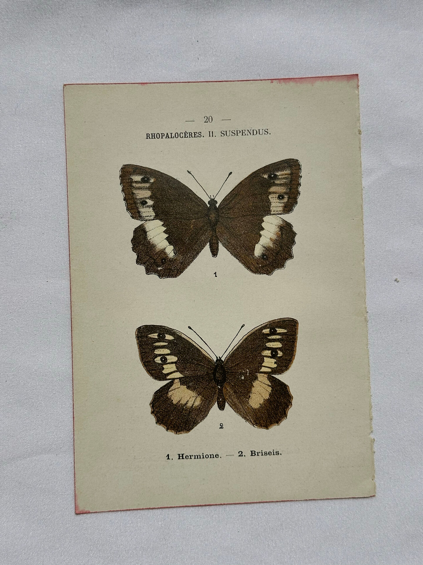 Botanical engraving double-sided butterflies naturalist plate etching