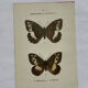 Botanical engraving double-sided butterflies naturalist plate etching