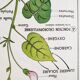 Vintage school poster MDI plant/germination