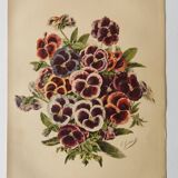 Botanical engraving from 1897 - Large-spotted pansy - Old flower plate by E.Godard