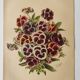 Botanical engraving from 1897 - Large-spotted pansy - Old flower plate by E.Godard