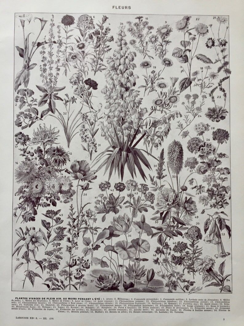 Illustration ancienne Millot "Fleurs annuelles ou bisanuelles"
