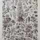 Illustration ancienne Millot "Fleurs annuelles ou bisanuelles"