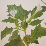 Set of 2 botanical plates Geigy, thorny apple and black henbath