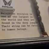 Scorpion géant de Malaisie Heterometrus Spinifer