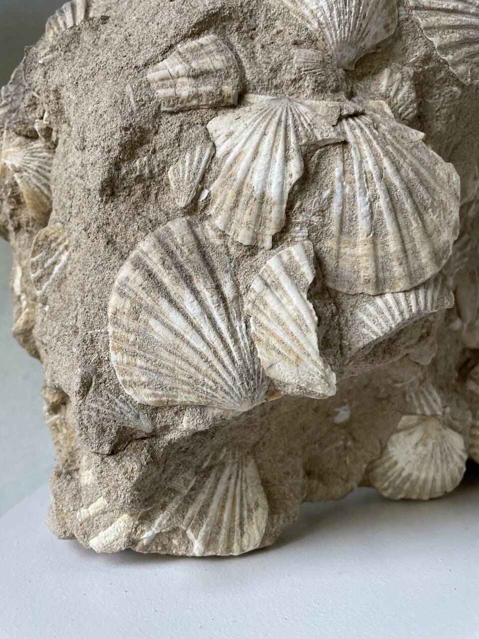 Fossil sedimentary rock and shell