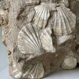 Fossil sedimentary rock and shell
