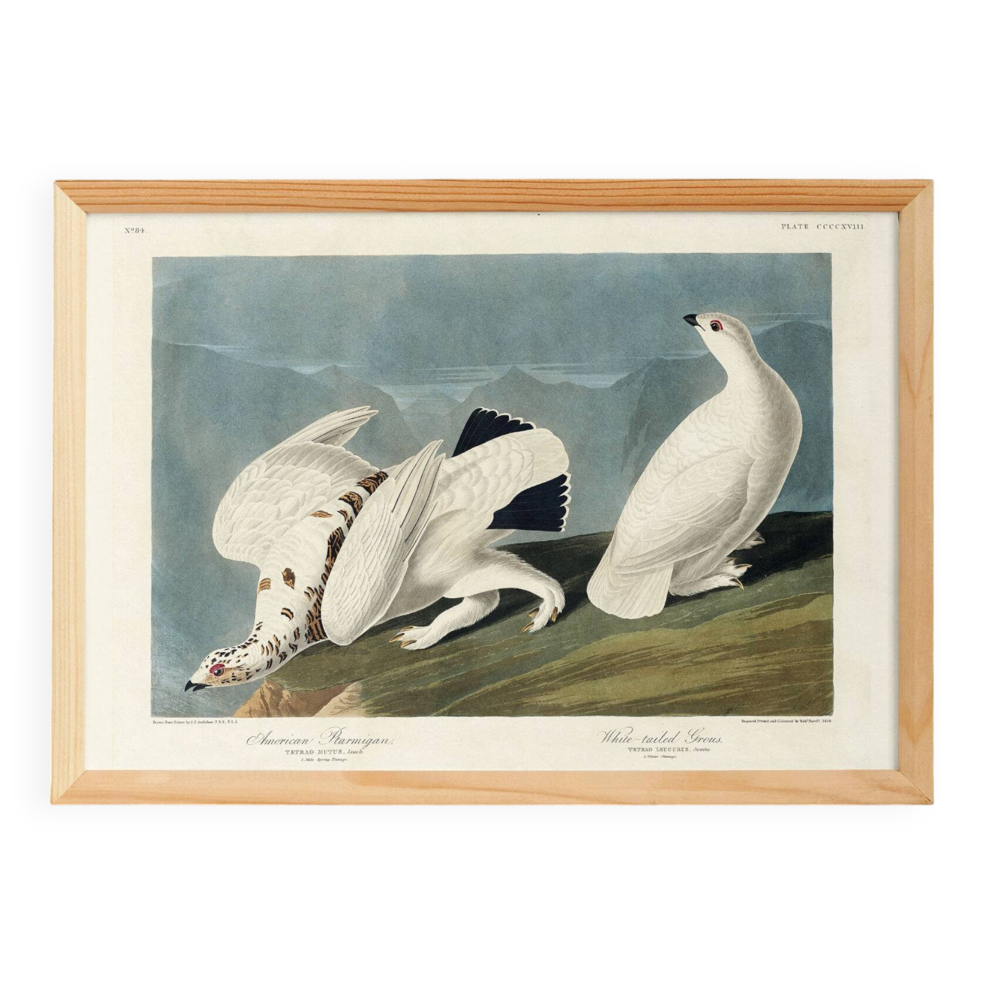 Poster about the Willow Ptarmigan, based on an old engraving from 1827.