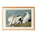 Poster about the Willow Ptarmigan, based on an old engraving from 1827.