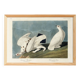 Poster about the Willow Ptarmigan, based on an old engraving from 1827.