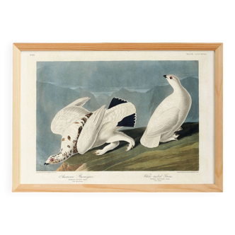 Poster about the Willow Ptarmigan, based on an old engraving from 1827.